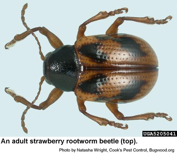 Strawberry rootworm adults a